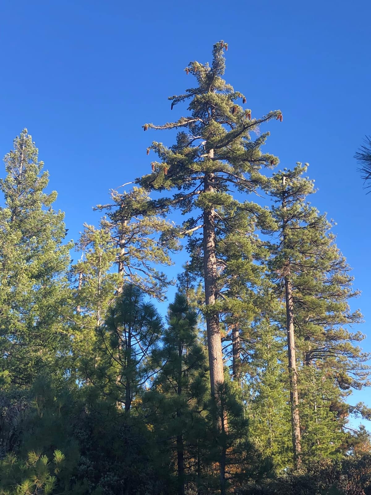 Sugar pine in the Sierra Nevada forest