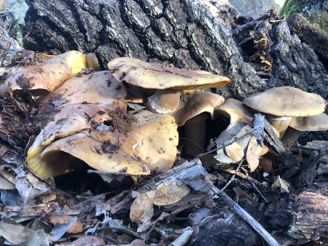 Top 3 Mushroom Species on Oak trees in Eldorado County