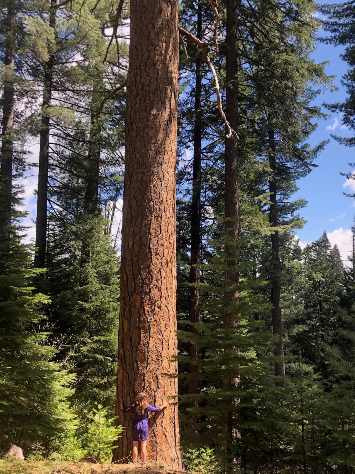 Giant ponderosa pine with a person standing at the base for scale
