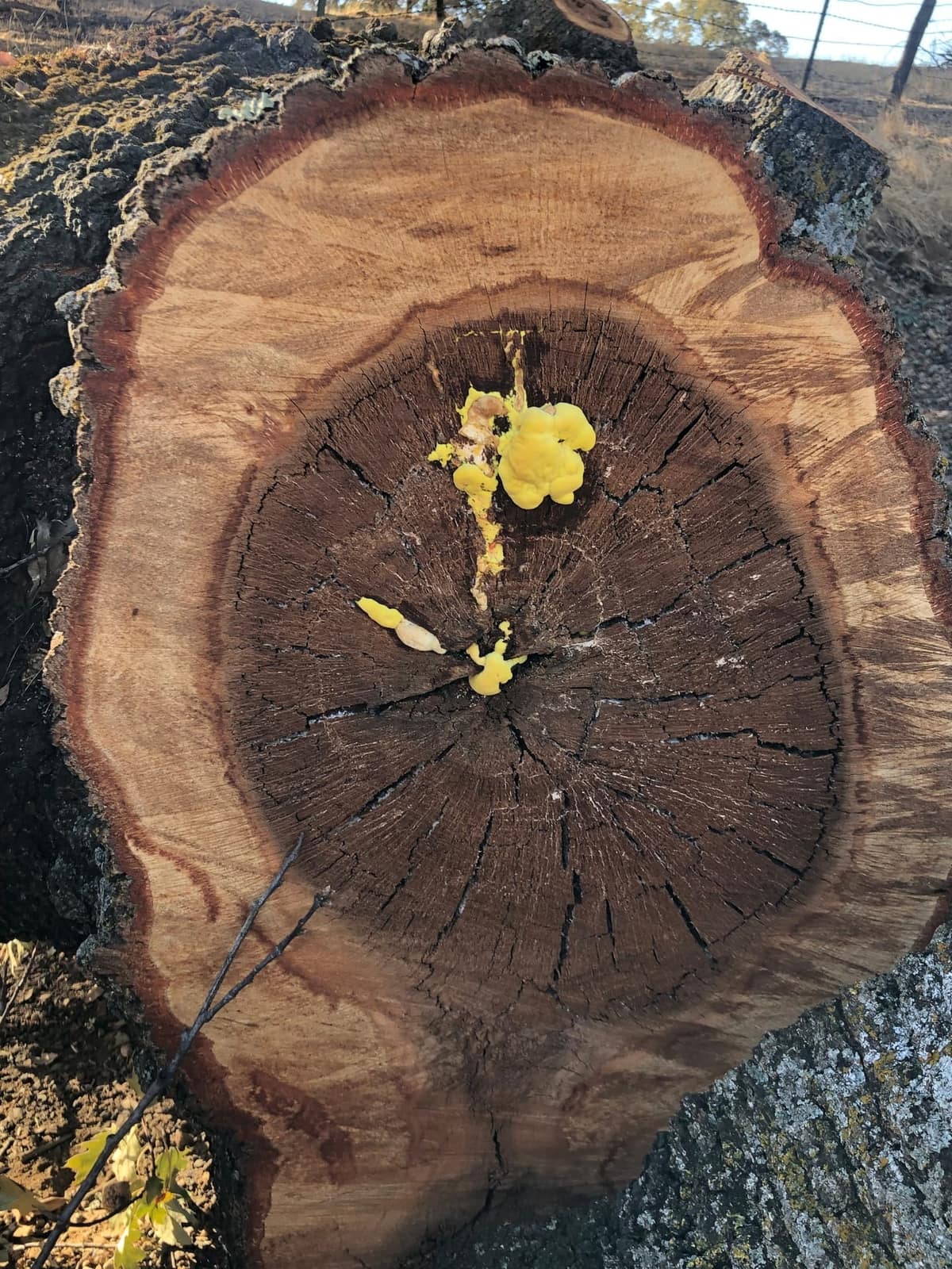 Laetiporus, a wood decay fungus, an example of the tree pathogens addressed in plant health care