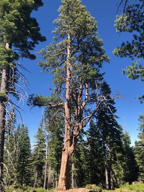 A large ponderosa pine of the kind found on Placerville and El Dorado County foothill properties