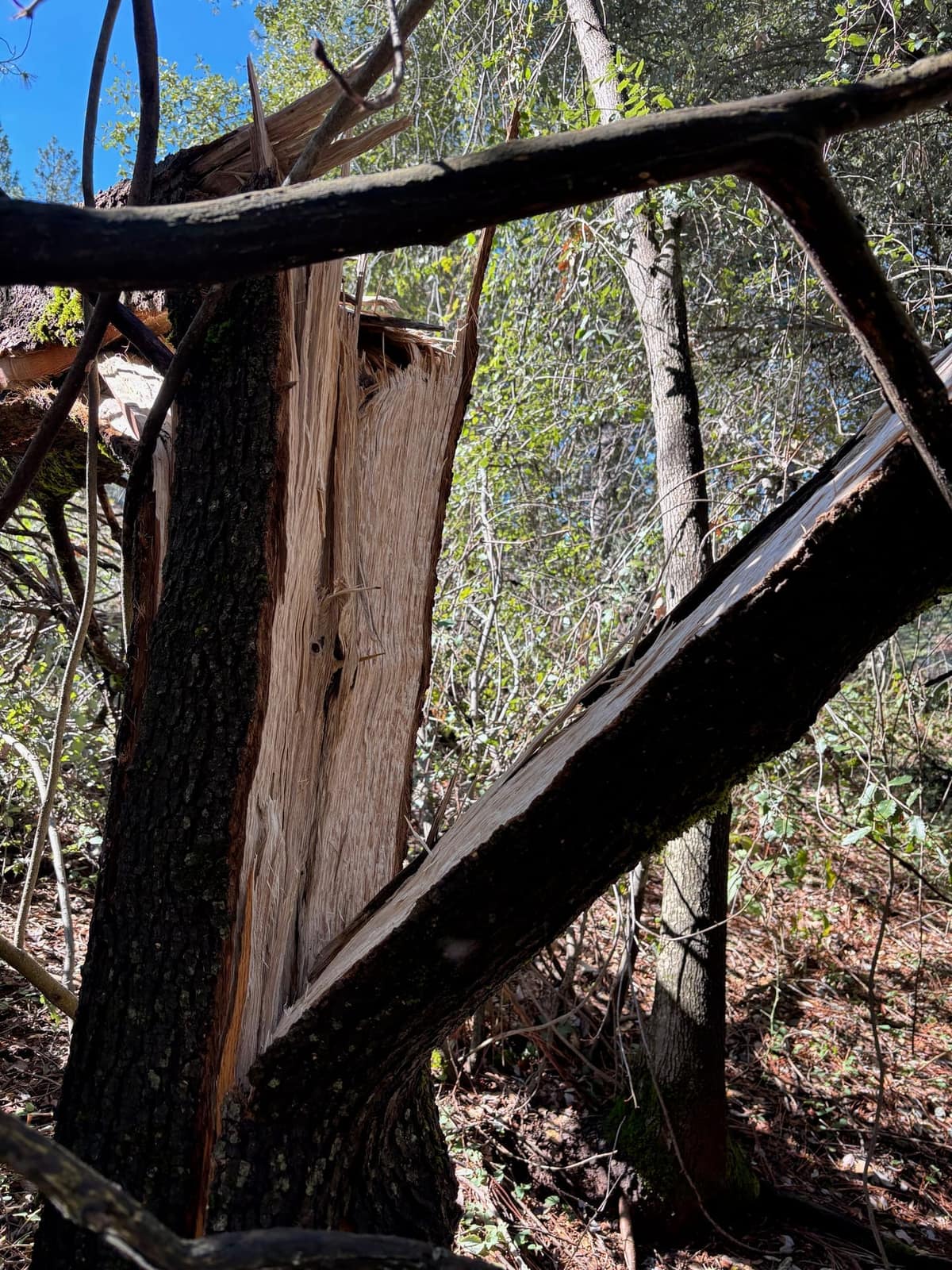 Fallen oak tree with its trunk split in two, exposing the inner wood
