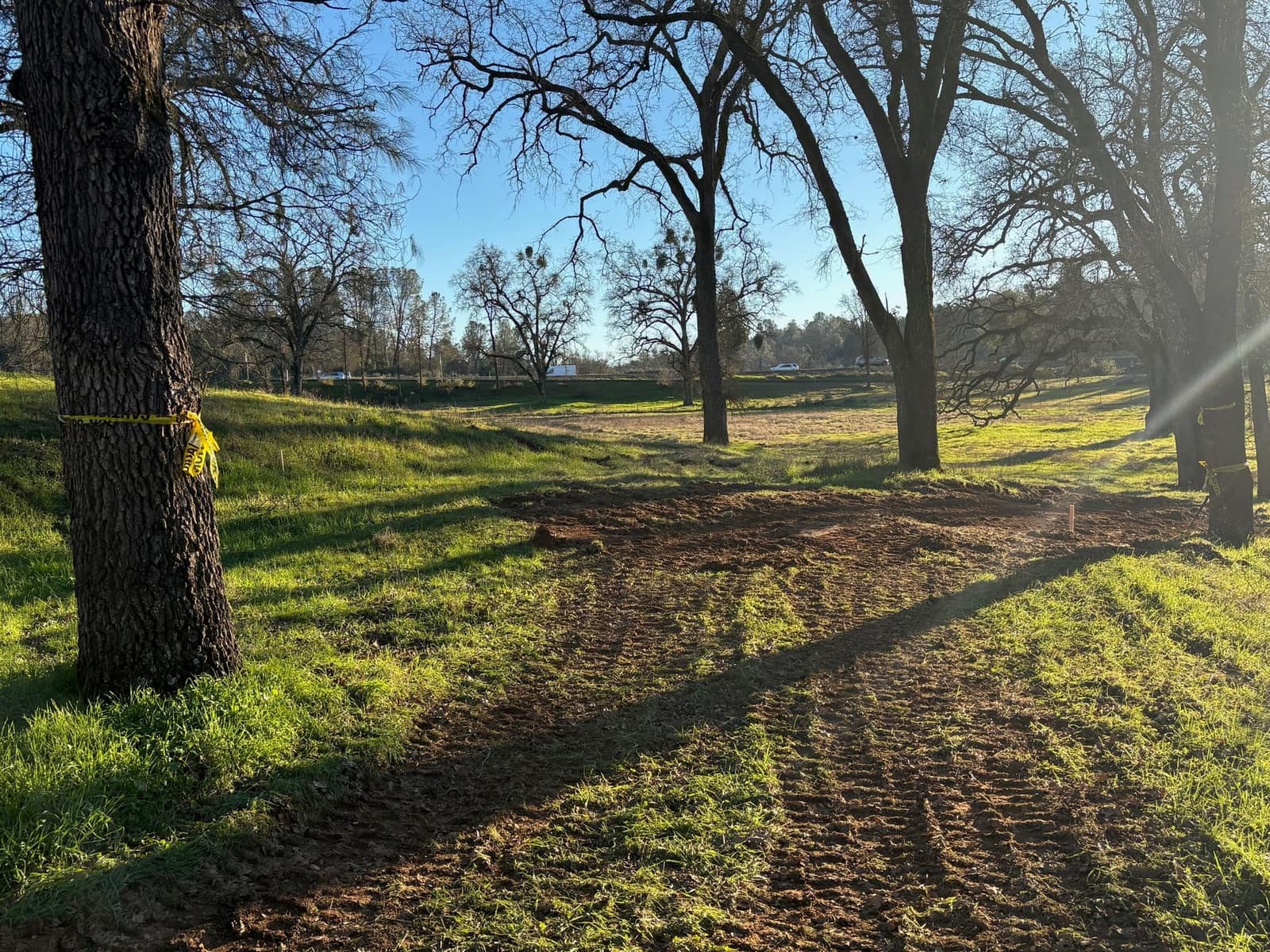 Bare winter oak trees surrounded by green spring grass