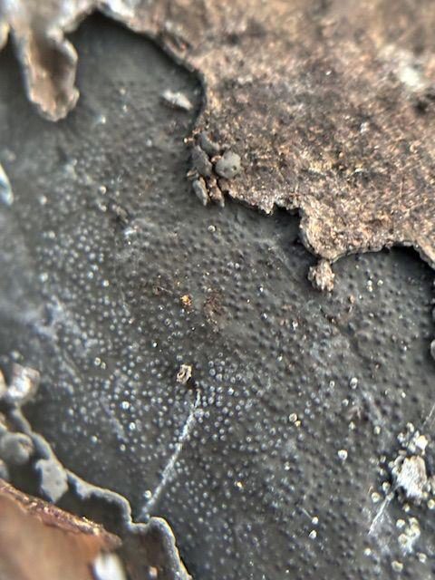 The mature jet black stroma of Biscogniauxia mediterranea, the charcoal canker fungus, beneath fallen oak bark