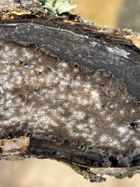 The pale spore bearing stroma of Biscogniauxia mediterranea emerging on a blue oak branch